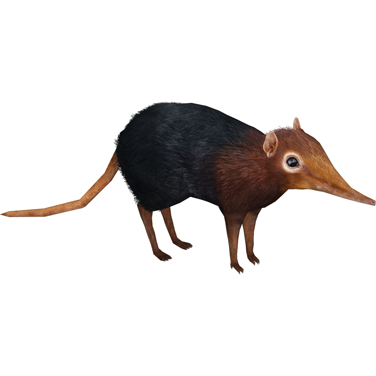 Category:Elephant Shrews | ZT2 Download Library Wiki | Fandom