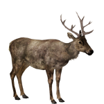 Elk (Titan)