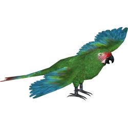 Category:Amazon Tropical Birds (Isola-Designs & DTF95) | ZT2 