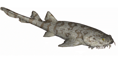 Wobbegong toy clearance