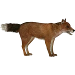 Warrah (Whalebite) (467 KB) Warrah (Whalebite)