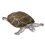 Diamondback Terrapin (Flish)