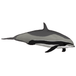 Fraser's Dolphin (Jannick)