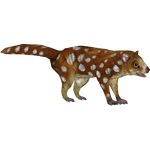 Tiger Quoll (Tamara Henson)