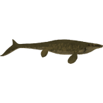 Tylosaurus (Bill)