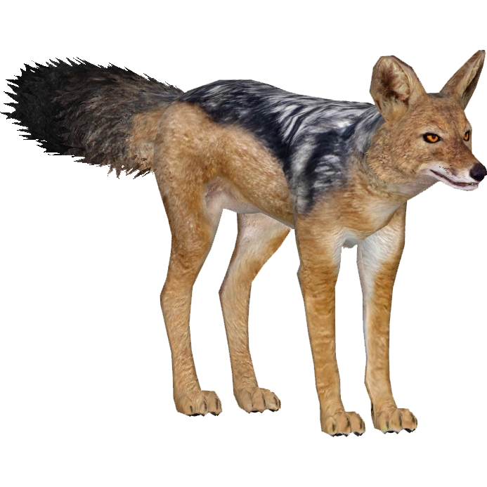 Black-backed Jackal (Lgcfm) | ZT2 Download Library Wiki | Fandom