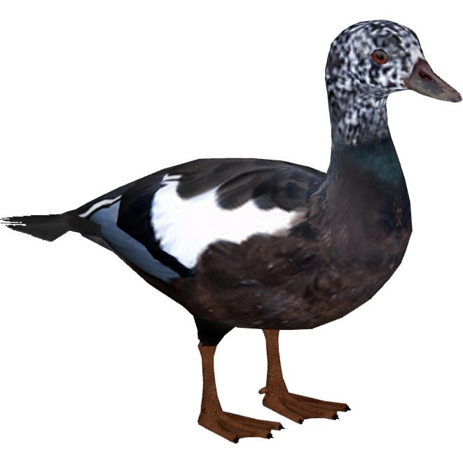 White-winged Duck (Ulquiorra) | ZT2 Download Library Wiki | Fandom