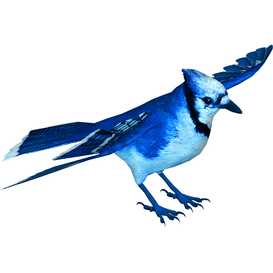 blue jay - Clip Art Library