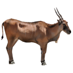 Common Eland (Royboy407)