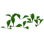 Dwarf Anubias (Z-Studio) (269 KB) Dwarf Anubias (Z-Studio)