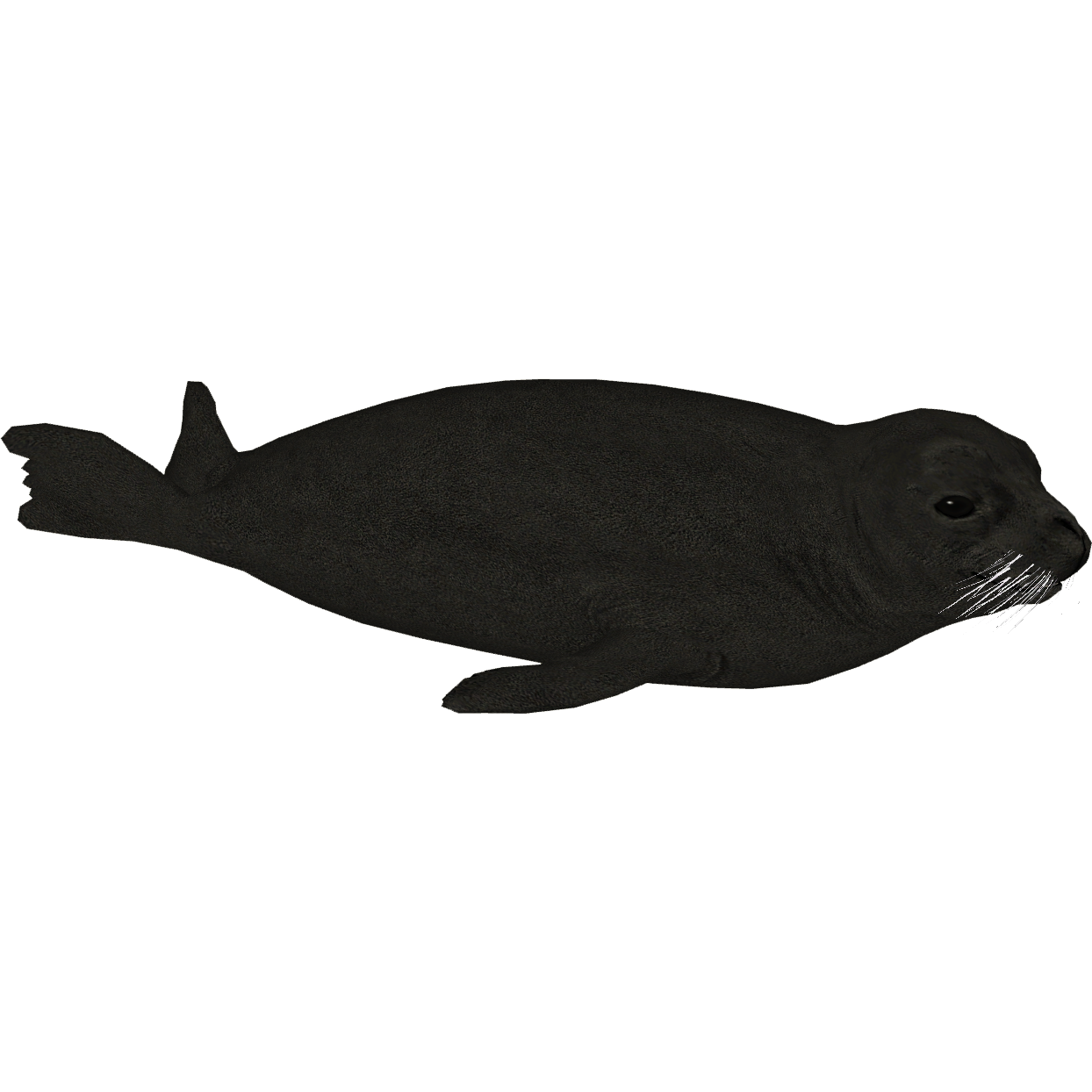 Hawaiian Monk Seal (MiBound) | ZT2 Download Library Wiki