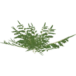 Mangrove Fern (Flish) (235 KB) Mangrove Fern (Flish)