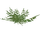 Mangrove Fern (Flish)