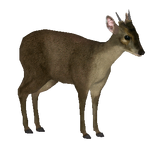 Gray Brocket (Iguano & Maximilian)