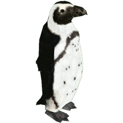 Category:Penguins | ZT2 Download Library Wiki | Fandom