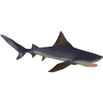 Borneo River Shark (Artifex)