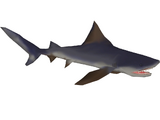 Borneo River Shark (Artifex)