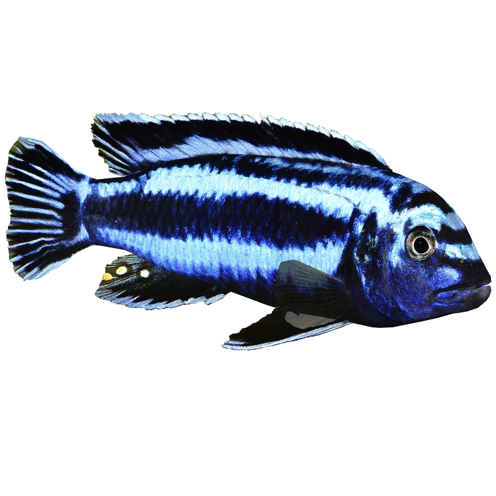 Melanochromis cyaneorhabdos (Brzoza) | ZT2 Download Library Wiki