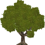 English Oak (HENDRIX)