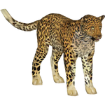 Indian Leopard (Tamara Henson)