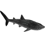 Whale Shark (Dedennedillo) (652 KB) Whale Shark (Dedennedillo)