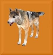 Mexican Wolf