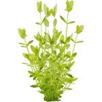 Lindernia rotundifolia (PaJaS30) (546 KB) Lindernia rotundifolia (PaJaS30)