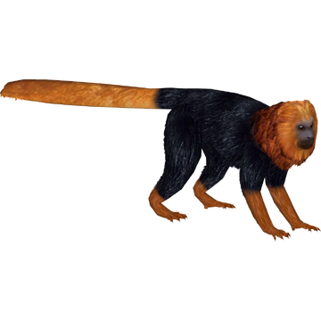 Golden-headed Lion Tamarin (Bunteriro) | ZT2 Download