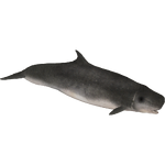 Dwarf Sperm Whale (7SeasDesigns)