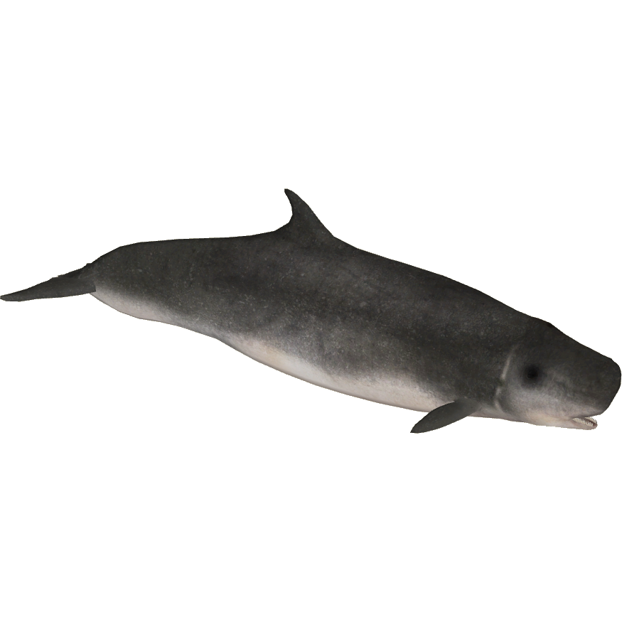 Dwarf Sperm Whale (7SeasDesigns) | ZT2 Download Library Wiki Dwarf Sperm Whale (7SeasDesigns) | ZT2 Download Library Wiki