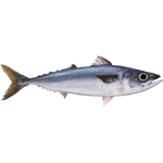 Mackerel (Dycki1231)