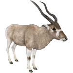 Addax (Aurora Designs) (36 KB) Addax (Aurora Designs)