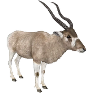 Category Desert Animals Zt2 Download Library Wiki Fandom