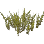 Arctic Moss (Iben)