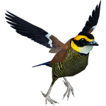 Javan Banded Pitta (RGDS)