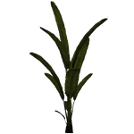 Palm Plant (Dycki1231)