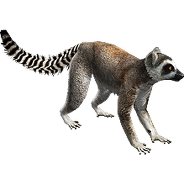 3D Animal | Ring Tailed Lemur Animated | VFX Grace