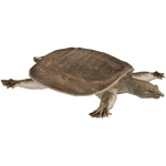 Chinese Softshell Turtle (ZTABC Team)