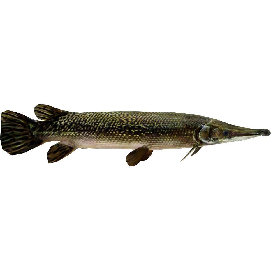 Alligator Gar (Buffzoo & Thom) | ZT2 Download Library Wiki | Fandom