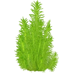 Pogostemon erectus (PaJaS30) (635 KB) Pogostemon erectus (PaJaS30)