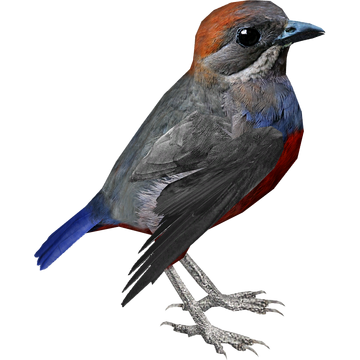Whiskered Pitta (RGDS) | ZT2 Download Library Wiki | Fandom