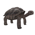 Galapagos Giant Tortoise (Aurora Designs)