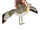 Great Bustard (Jannick)