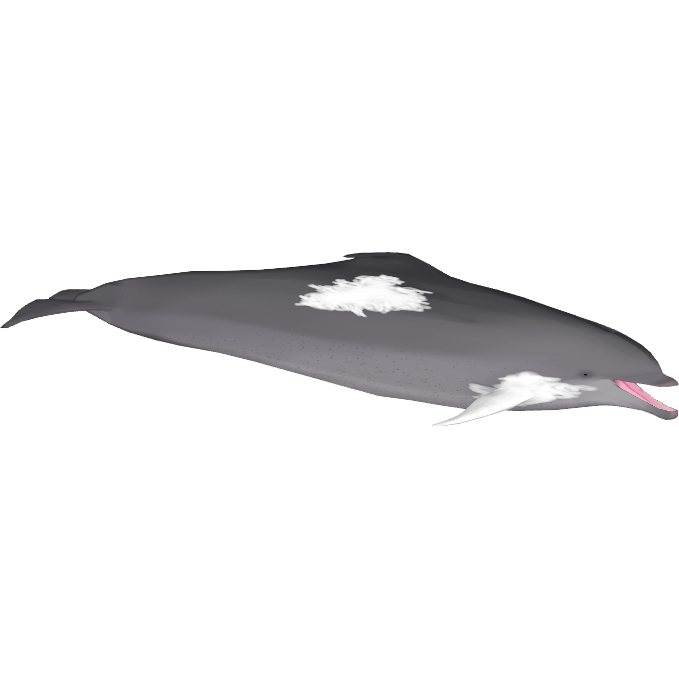 Hybrid Bottlenose Dolphin (ObsidianAngst) | ZT2 Download