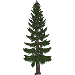 Western Red Cedar (Paleop)