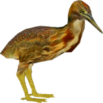 American Bittern (Whalebite)