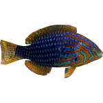 Leopard Wrasse (Dycki1231)