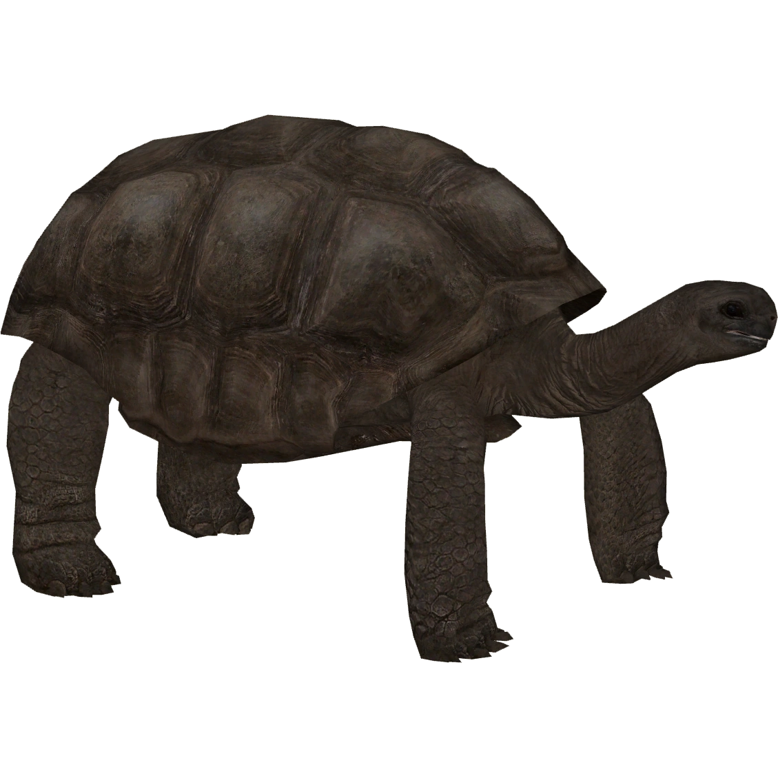 Aldabra Giant Tortoise 切手　4 シート　全て異なる4種類 pexels-photo-29264334.jpeg?cs=