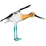 American Avocet (Whalebite)