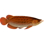 Asian Arowana (Buffzoo & Thom)